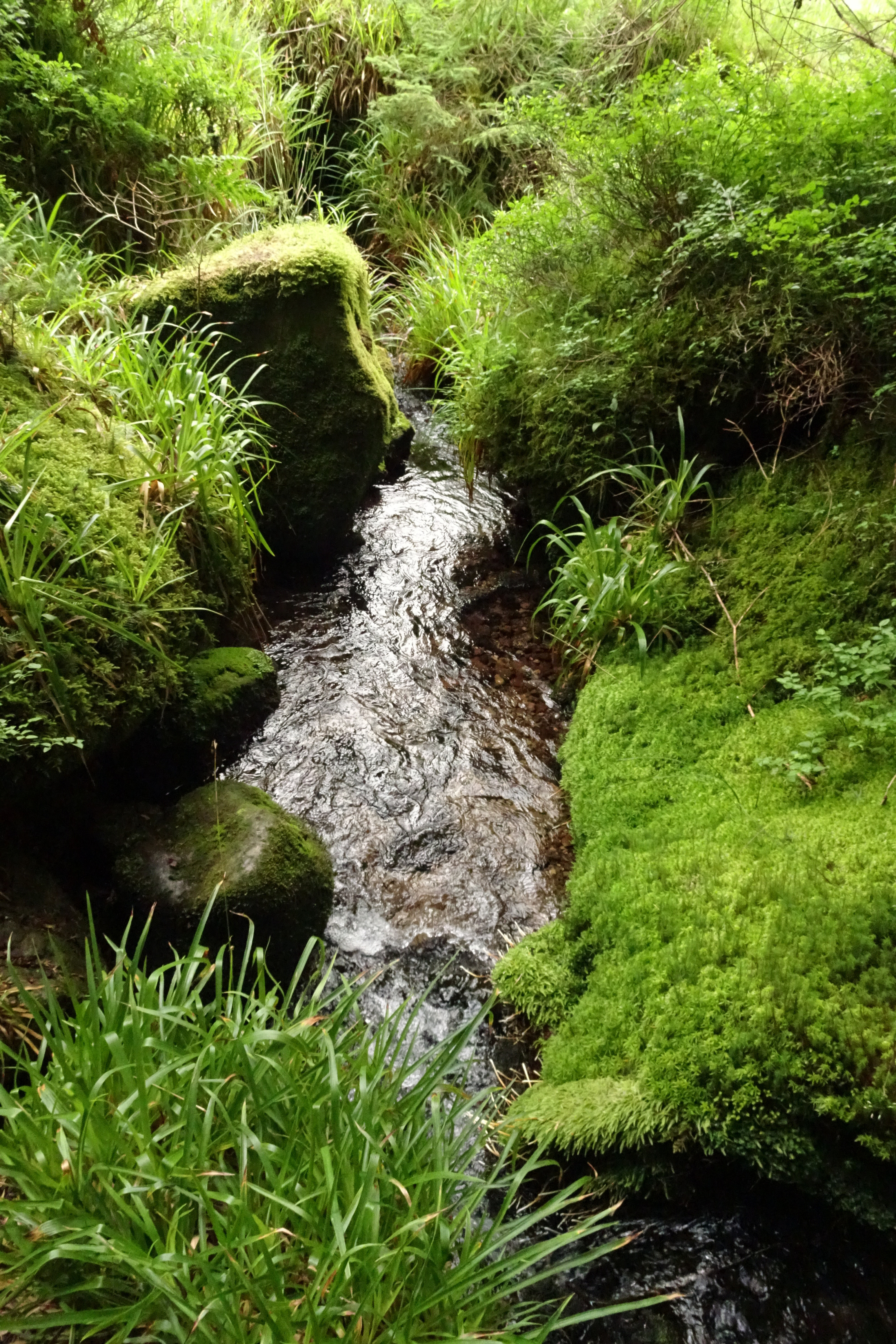 Ein Waldbach fließt über bemooste Steine — dein Lebensfluss in Bewegung