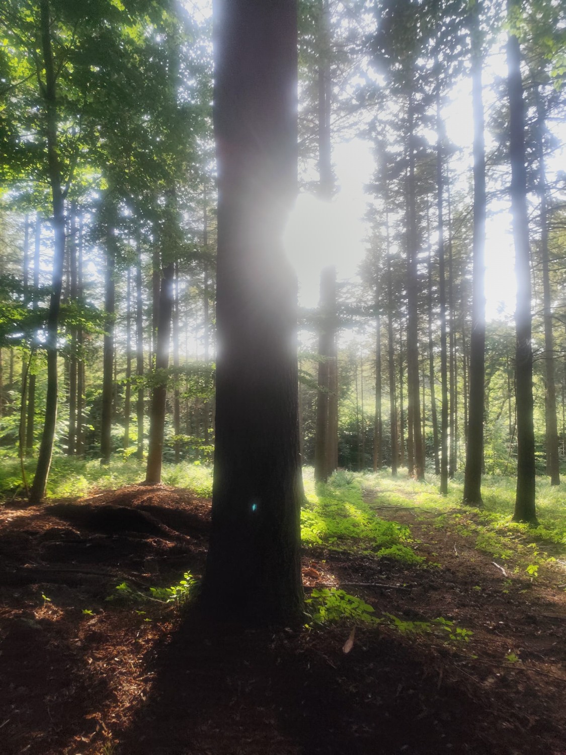 Sonnenlicht fällt durch einen stillen Wald